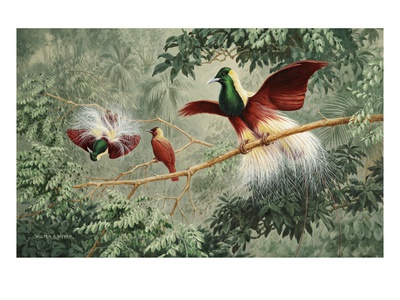 Two Male Emperor Of Germany's Birds Of Paradise Court A Female by National Geographic Society Pricing Limited Edition Print image