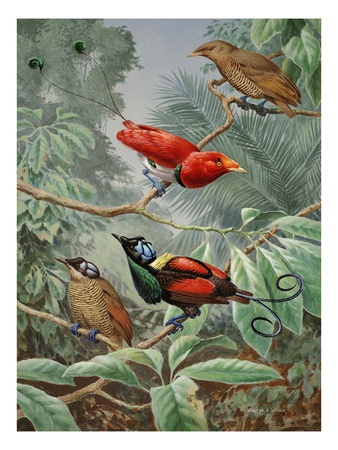 Two King Birds Of Paradise Perch Above Two Wilson's Birds Of Paradise by National Geographic Society Pricing Limited Edition Print image