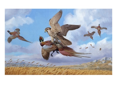 A Prairie Falcon Strikes A Ring-Necked Pheasant Feeding On Wheat by National Geographic Society Pricing Limited Edition Print image