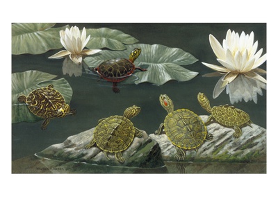 Turtles Perch On Rocks And Water Lily Pads by National Geographic Society Pricing Limited Edition Print image