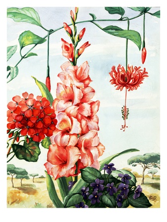 Portrait Of Flowers Native To Africa by National Geographic Society Pricing Limited Edition Print image
