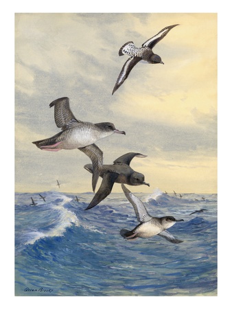A Mottled Cape Pigeon Tags Along Above Pacific Shearwaters by National Geographic Society Pricing Limited Edition Print image