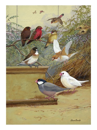 Strawberry Finches, Bengali Finch And Java Sparrows Are Asian Species by National Geographic Society Pricing Limited Edition Print image