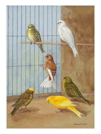 Various Members Of The Canary Family Peck For Seeds In A Cage by National Geographic Society Pricing Limited Edition Print image