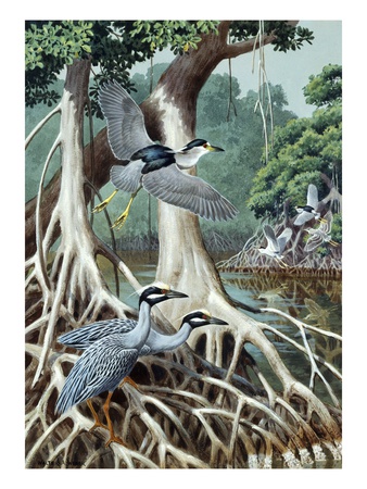 Perching Yellow Crowned And Flying Black Crowned Night Herons by National Geographic Society Pricing Limited Edition Print image