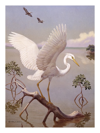 Great White Heron, White Morph Of Great Blue Heron, Spreads Its Wings by National Geographic Society Pricing Limited Edition Print image