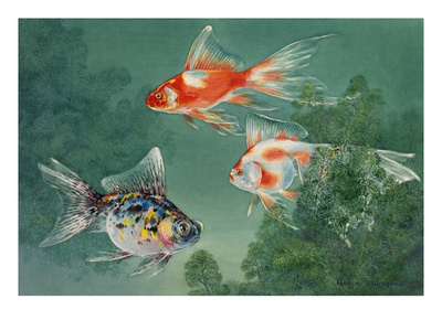 Three Different Types Of Goldfish Swim Through Cabomba by National Geographic Society Pricing Limited Edition Print image