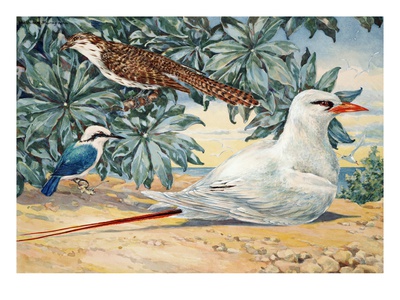From Left: Painting Of Kingfisher, Cuckoo, And Red-Tailed Tropicbird by National Geographic Society Pricing Limited Edition Print image