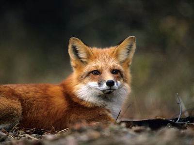 Red Fox In A Trap During Wolf Research Project, La Mauricie National Park, Quebec by Philippe Henry Pricing Limited Edition Print image