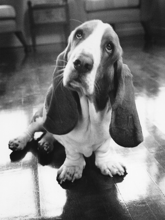 Basset Hound, B/W by Jean Desy Pricing Limited Edition Print image