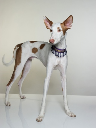 Ibizan Hound by Brian Summers Pricing Limited Edition Print image