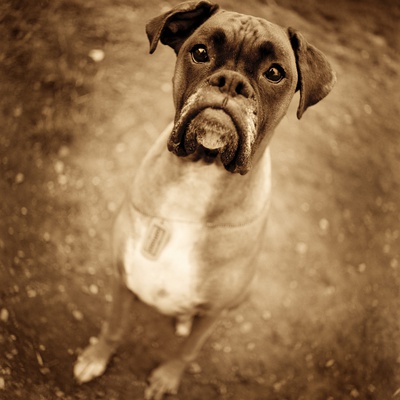 Sepia Image Of Boxer Dog by Greg Gerla Pricing Limited Edition Print image