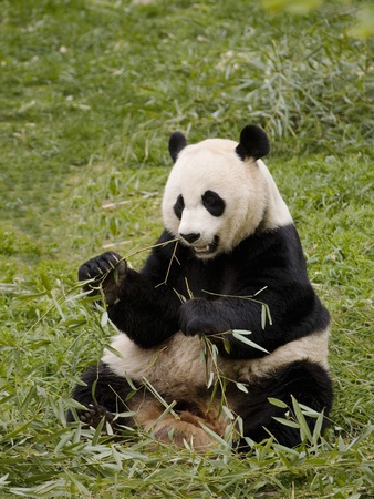 A Panda Eating Leaves by Sean Russell Pricing Limited Edition Print image