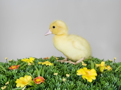 A Duckling On Artificial Grass by Paul Hudson Pricing Limited Edition Print image