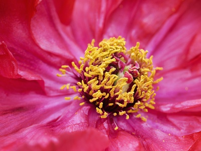 Close-Up View Of Tree Peony by Clive Nichols Pricing Limited Edition Print image
