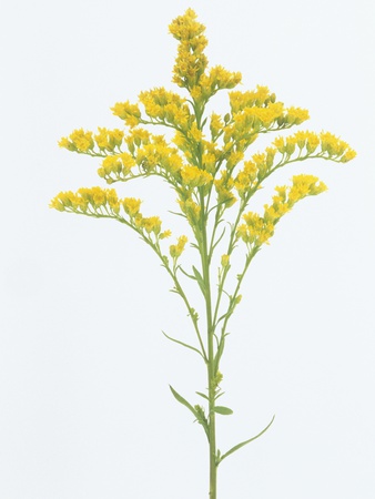 Goldenrod Flowers (Solidago Juncea), North America. by Wally Eberhart Pricing Limited Edition Print image