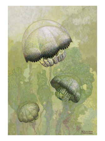 Painting Of Several Stomolophus Meleagris Jellyfish by William H. Crowder Pricing Limited Edition Print image