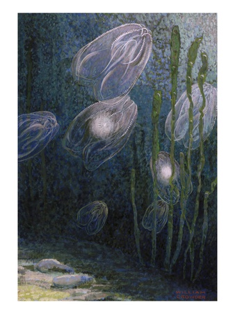 A Painting Of Rainbow-Jellies, Mnemiopsis Leidyi, Floating In Water by William H. Crowder Pricing Limited Edition Print image