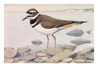 A Painting Of A Killdeer by Louis Agassiz Fuertes Pricing Limited Edition Print image