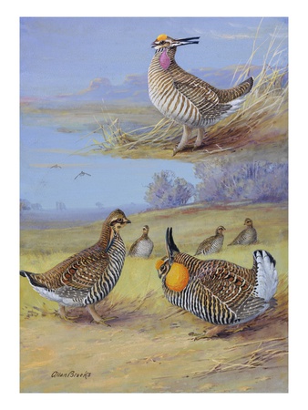 A Painting Of A Group Of Prairie Chickens Of Different Species by Allan Brooks Pricing Limited Edition Print image