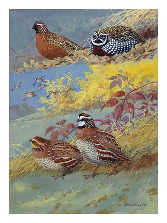 A Painting Of Different Species Of Bobwhite And Quail by Allan Brooks Pricing Limited Edition Print image