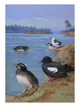 A Painting Of Rhinoceros Auklets And Pigeon Uuillemots by Allan Brooks Pricing Limited Edition Print image
