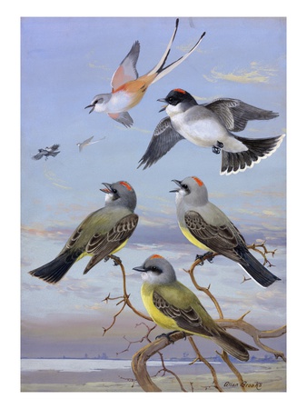 A Painting Of Several Kingbirds And A Scissor-Tailed Flycatcher by Allan Brooks Pricing Limited Edition Print image