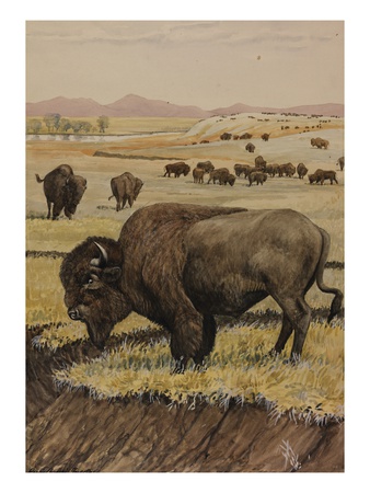 A Painting Of An American Bison, Or Buffalo, Grazing With Its Herd by Louis Agassiz Fuertes Pricing Limited Edition Print image