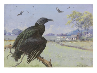 A Painting Of A Black Vulture On A Branch While Many More Fly by Allan Brooks Pricing Limited Edition Print image