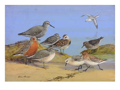 A Painting Of Several Species Of Shorebirds by Allan Brooks Pricing Limited Edition Print image