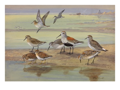 A Painting Of Several Species Of Sandpiper by Allan Brooks Pricing Limited Edition Print image