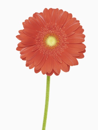 Gerbera Blossom Close-Up by Martin Ruegner Pricing Limited Edition Print image