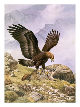 A Golden Eagle Sinks Its Talons Into A Frightened Hoary Marmot. by National Geographic Society Pricing Limited Edition Print image