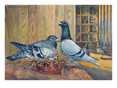 Two Racing Homer Pigeons Take Turns Incubating Recent Eggs. by National Geographic Society Pricing Limited Edition Print image