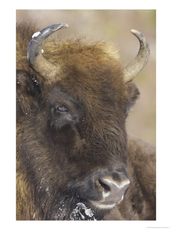 European Bison, Portrait Of Female, Scotland by Mark Hamblin Pricing Limited Edition Print image