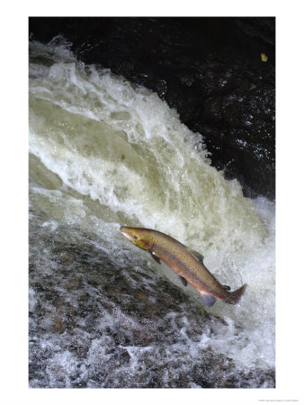 Atlantic Salmon, Cock Salmon Overcoming Falls, Scotland by Keith Ringland Pricing Limited Edition Print image