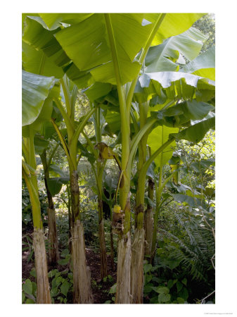 Banana Plant, Musa Basjoo by Kidd Geoff Pricing Limited Edition Print image