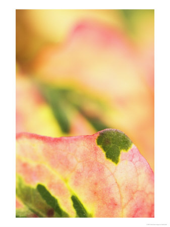Chameleon Plant, Close-Up Of Leaves by Kidd Geoff Pricing Limited Edition Print image