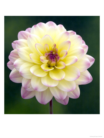 Dahlia Zingaro In Flower by Kidd Geoff Pricing Limited Edition Print image