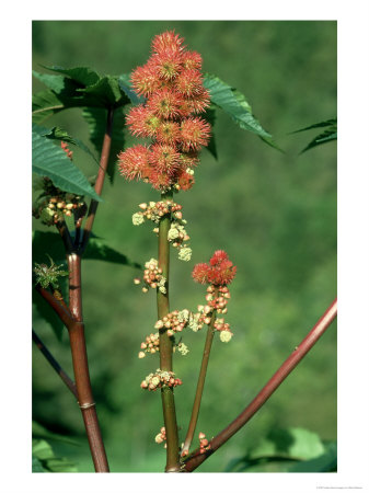 Castor Oil Plant, Ricinus Communis by Bob Gibbons Pricing Limited Edition Print image