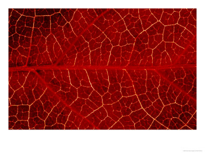 Close-Up Detail Of Veins In, Leaf Of Virginian Creeper October, Scotland by Mark Hamblin Pricing Limited Edition Print image
