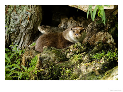 Otter, Dog Otter At Base Of A Willow Tree, Earsham, Uk by Elliott Neep Pricing Limited Edition Print image