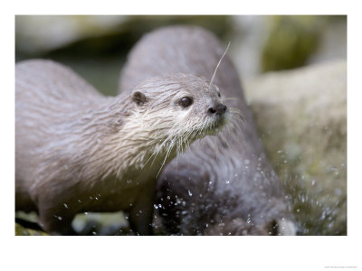 Asian Short Clawed Otters, Playing In A Rockpool, Earsham, Uk by Elliott Neep Pricing Limited Edition Print image