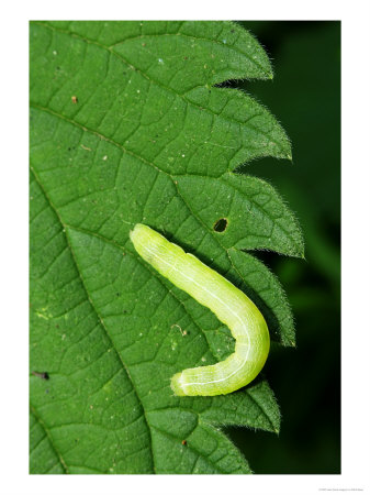 Green Caterpillar On Edge Of Large Nettle Leaf, Middlesex, Uk by Elliott Neep Pricing Limited Edition Print image