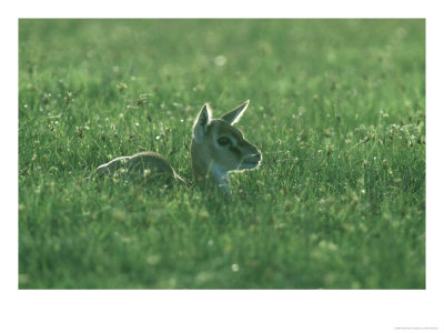 Thomsons Gazelle, Fawn, Tanzania by Owen Newman Pricing Limited Edition Print image