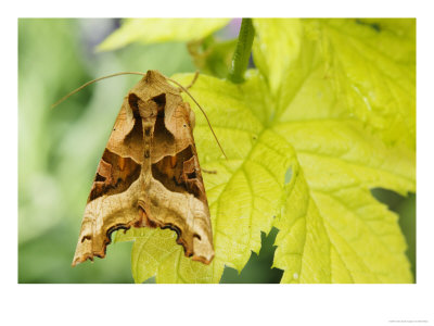 Angle Shades Moth On Pale Hop Leaf, London, Uk by Elliott Neep Pricing Limited Edition Print image
