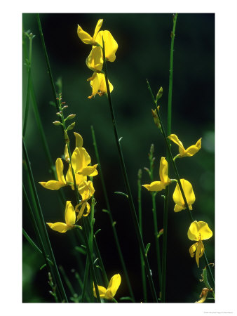 Spanish Broom, Spartium Junceum by Bob Gibbons Pricing Limited Edition Print image