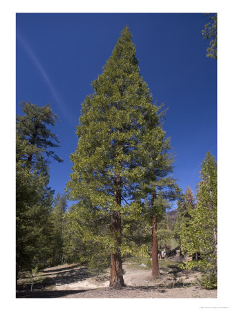 Calocedrus Decurrens, Sierra Nevada, Usa by Bob Gibbons Pricing Limited Edition Print image