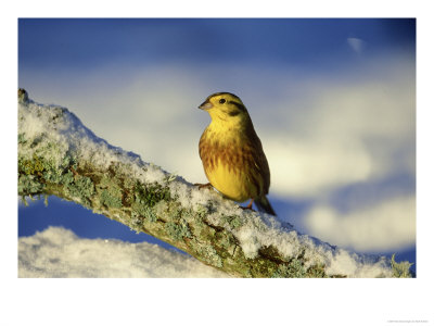 Yellowhammer, Emberiza Citrinella Male Perched On Branch Strathspey, Scotland by Mark Hamblin Pricing Limited Edition Print image
