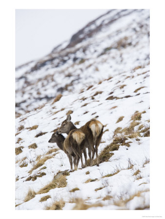 Highland Red Deer, Hind Licking Fawn On Snowy Mountainside, The Highlands, Scotland by Elliott Neep Pricing Limited Edition Print image